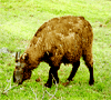 Bhutan Fauna